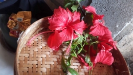 Bunga Sepatu (Hibiscus rosa-sinensis) | dokpri
