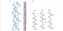 Struktur triple helix kolagen. Sumberl Xiaoxia Zhang et al (2020) 