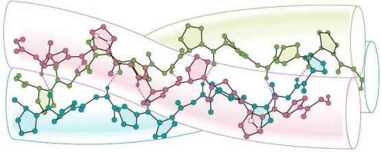 Struktur Triple helix  kolagen. Sumber: Pinterest. 