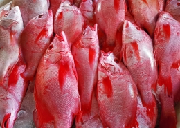 Ikan Kakap Merah yang tampil cantik. Sumber: dokumentasi pribadi