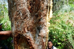 Batang pohon kemenyan Toba (haminjon) yang menjadi flora endemik. (Sumber: Kompas.)