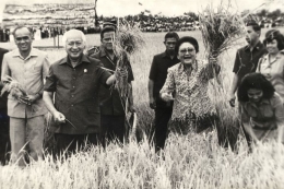 Presiden Soeharto dan Ibu Tien sedang melakukan panen beras di sebuah acara panen raya. (Sumber : kompas.com)