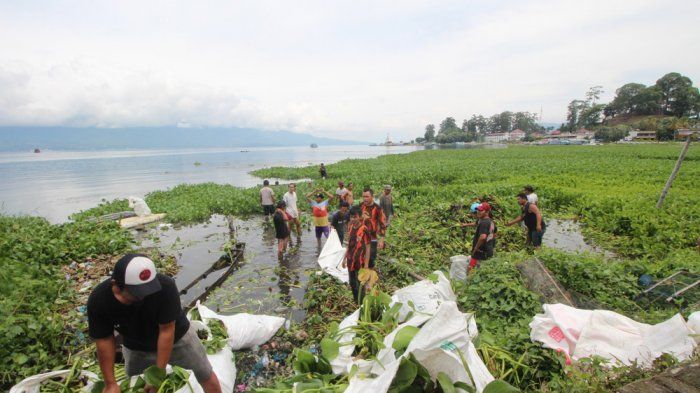 Puluhan pemuda melakukan aksi bersih eceng gondok di sepanjang pantai Tiga raja Danau Toba, Parapat Simalungun (medan.tribunnews.com)