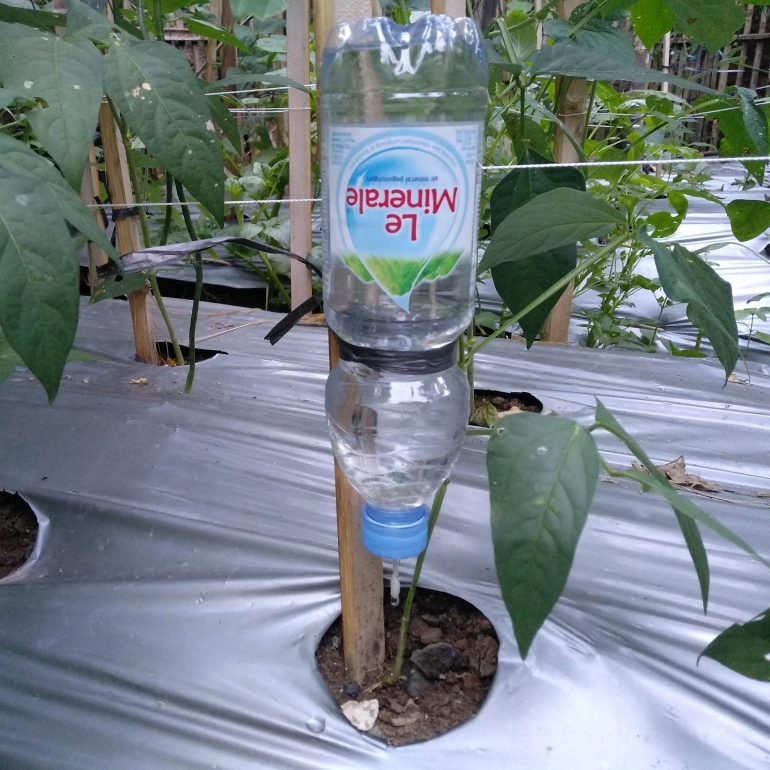Revolusi Irigasi: Inovasi Irigasi Tetes untuk Optimalisasi Air dalam Bercocok Tanam Sayuran di Tayem