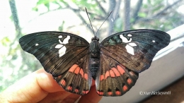 Euthalia amanda, kupu-kupu endemik di Parigi Moutong. (Foto: Nur Herjayanti)