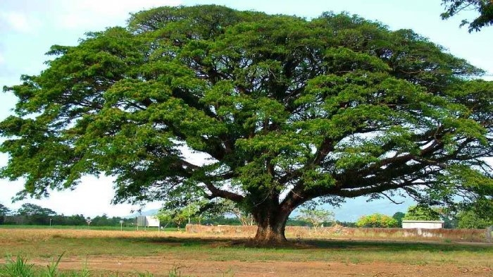 Ilustrasi pohon trembesi| Sumber: Naufalbear via Tribunnews.com