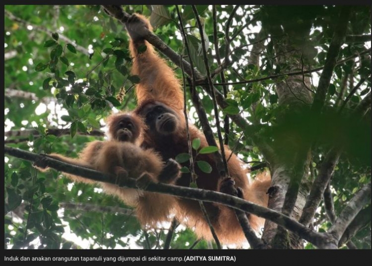 Wisata Volunteer  yang mulai diminati yakni Menjadi Pengasuh Orangutan. Dok: sains.kompas.com