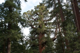 ilustrasi pohon sequoia, salah satu tumbuhan yang dapat bertahan dari kebakaran hutan di California, AS | photo by Laura Camp from canopy.org