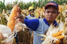 Ilustrasi petani sedang memanen jagung. Foto: Bahana Patria Gupta/Kompas.com
