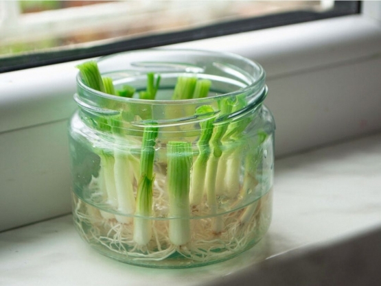 Regrowing daun bawang prei | foto: eatbetter.de/MehribanAliyeva/IStock