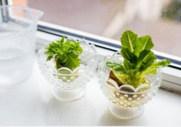 Menanam kembali bonggol sayuran | foto: brigitte.de/Daria Minaeva/Shutterstock