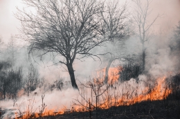 ilustrasi kebakaran hutan | photo by Vladyslav Dukhin from pexels
