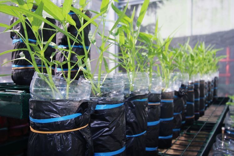 Regrowing atau menanam lagi bonggol sayuran kangkung sehingga tumbuh sayuran baru. Sumber: Shutterstock/Bayu Widhi Nugroho via Kompas.com