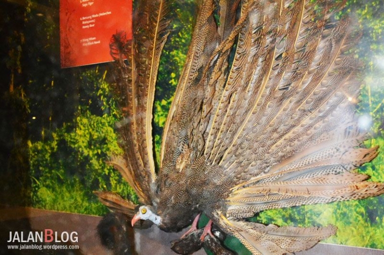 Burung Kuau juga jadi motif Batik Jambi. (Foto: JalanBlog)