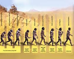 Ilustrasi evolusi manusia sepanjang sejarah. Foto: https://www.kibrispdr.org/.