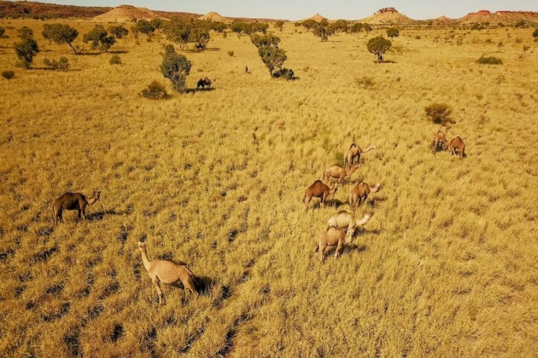 Unta liar merambah padang penggembalaan. Photo: ABC Goldfields-Esperance: Andy Tyndall 