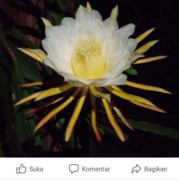 TL akun FB Mas Ukik (dokumen pribadi)