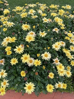 Bunga Daisy Kuning (Sumber: Koleksi Pribadi) 