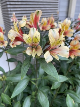 Bunga sejenis Lily berwarna oranye dengan semu merah kapisa (Sumber: Koleksi Pribadi)