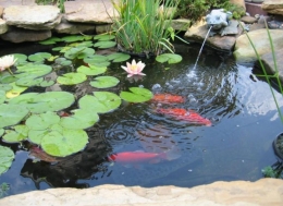 Ilustrasi Jangan Beri Makan Ikan di kolam | foto: ruparupa.com