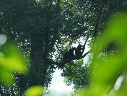 Kelasi berlindung di rerimbunan rimba/hutan. (Foto Petrus Kanisius).