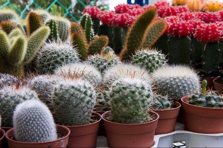 Ilustrasi tanaman kaktus di dalam pot. (FREEPIK/RACOOL_STUDIO)