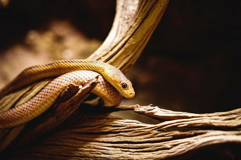 ILustrasi ular. Sumber: Devon White on pixabay.com