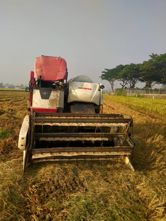 Traktor memanen padi (foto: FR, koleksi Irene)
