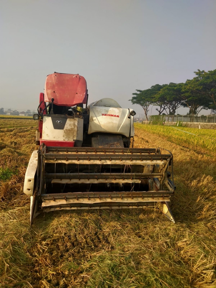 Traktor memanen padi (foto: FR. koleksi Irene)