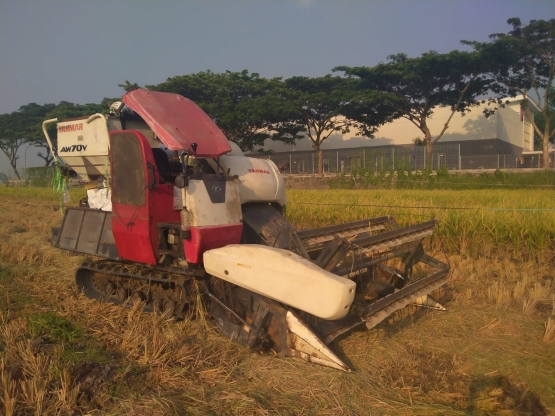 Padi dipanen traktor, tak tersisa untuk membuat sikunru (Foto: FR, koleksi Irene)