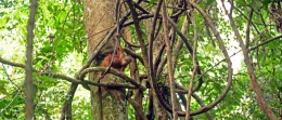 Sumber: orangutanprotection.com