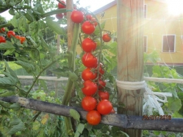  buah tomat lebat buahnya(dok pribadi)