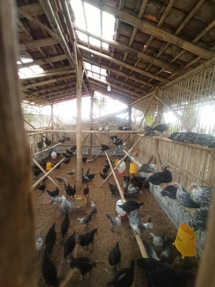 Ayam dengan alas sisa tanaman di tempat Kuswana (Dokpri)