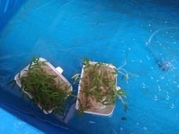 Menggunakan styrofoam untuk menanam kangkung dengan sistem aquaponik. (Foto : Elvidayanty Darkasih)