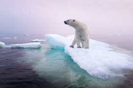 pemanasan global menjadikan es di kutub utara mencair. Menjadi ancaman bagi kelangsungan beruang kutub (gambar: National Geographic)