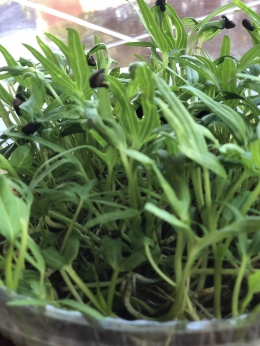 microgreen kangkung (Dokpri)