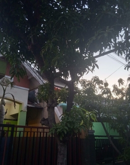 Pohon Mangga depan rumah, Dokpri