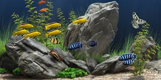  Sumber: https://m.merdeka.com/jabar/7-jenis-ikan-aquascape-yang-cocok-untuk-dipelihara-percantik-akuarium-anda-kln.html
