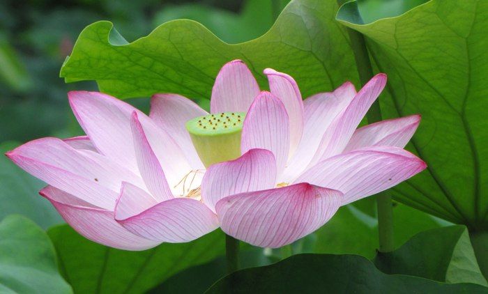 Vietnam: Bunga lotus merah muda/ =