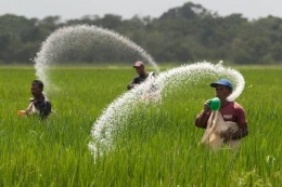 Petani sedang menaburkan pupuk di sawah (Sumber : agroindonesia.com)