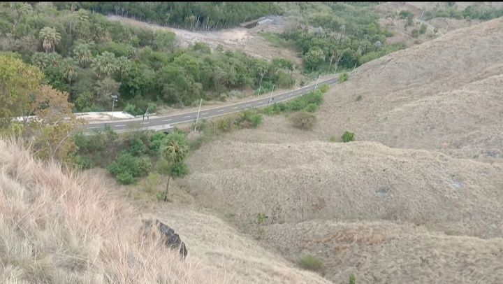 Foto: Rumput savana (Sumber: Dokpri)