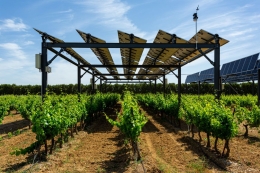 sumber: https://www.pv-magazine.com/2020/03/31/a-good-year-for-solar-agrivoltaics-in-vineyards/