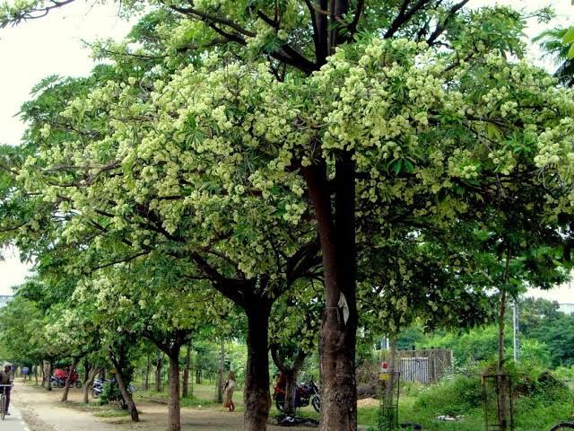 Pohon pulai, Sumber gambar: HutanKita.com