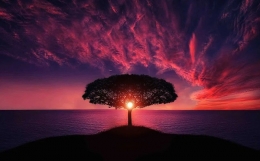 https://pixabay.com/id/photos/pohon-matahari-terbenam-awan-langit-736885/