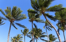 pohon nyiur/kelapa dari ilmupedia.co.id