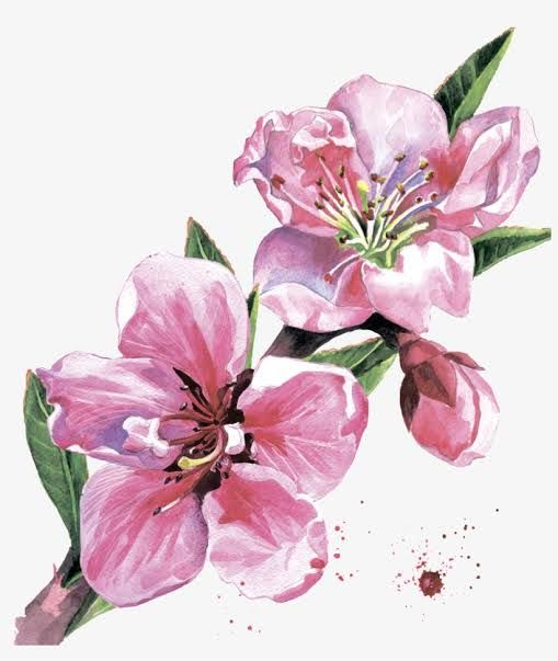 Peach blossom via seekpng.com