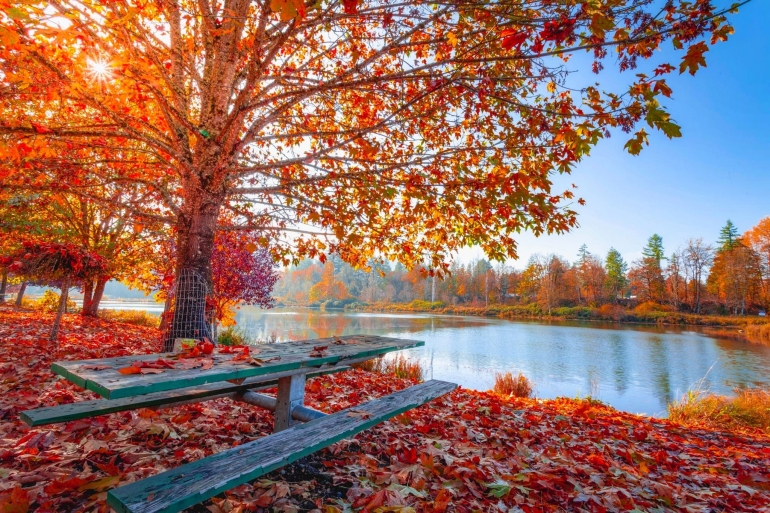 Ilustrasi musim gugur | foto: pexels/JacobColvin