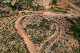 Deforestrasi hutan di Papua untuk di ganti tanaman perdagangan (sawit) adalah ancaman bagi kelestarian alam (gambar:kompas.com)