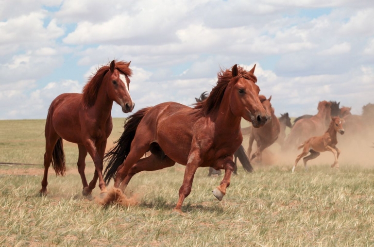 Kuda Mongol dan kuda lainnya merupakan keturunan kuda yang didomesikasi 4.200 tahun di Western Eurasian Steppe yang lalu. Sumber: Ludovic Orlando 
