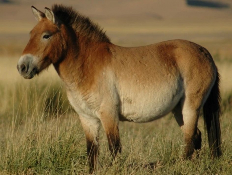 Kuda Przewalski ternyata bukan nenek moyang kuda modern. Photo: Claudia Feh.